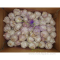 Fresh Normal White Garlic 4.5cm